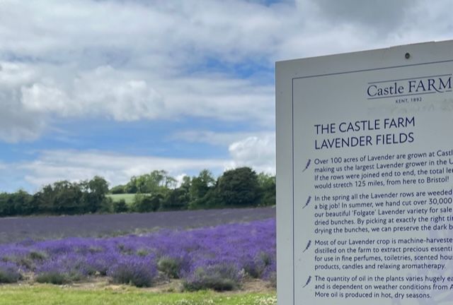 Lavender Farm